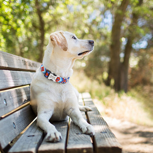 Personalisiertes Hundehalsband aus Nylon mit Namen, Ansicht 2