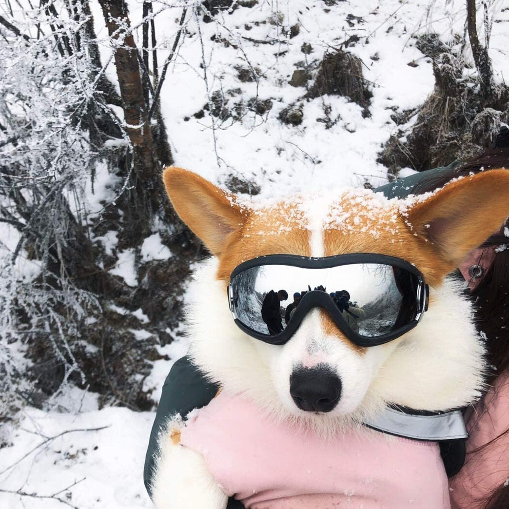 Hundebrille mit UV Schutz, Schutzbrille für Hunde, Ansicht 5