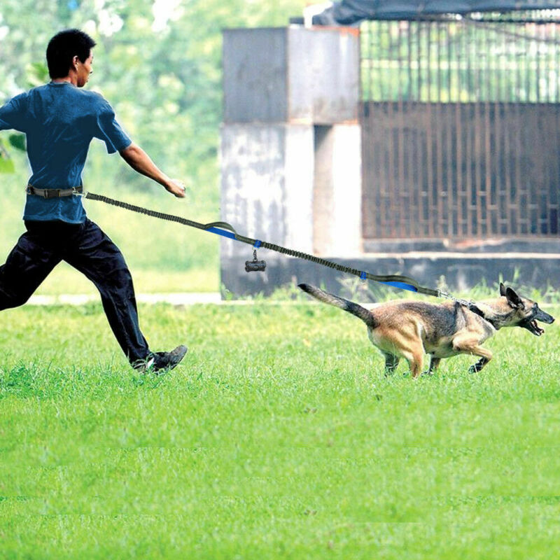 Joggingleine mit Bauchgurt für Hunde, Ansicht 4