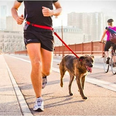 Joggingleine mit Bauchgurt für Hunde