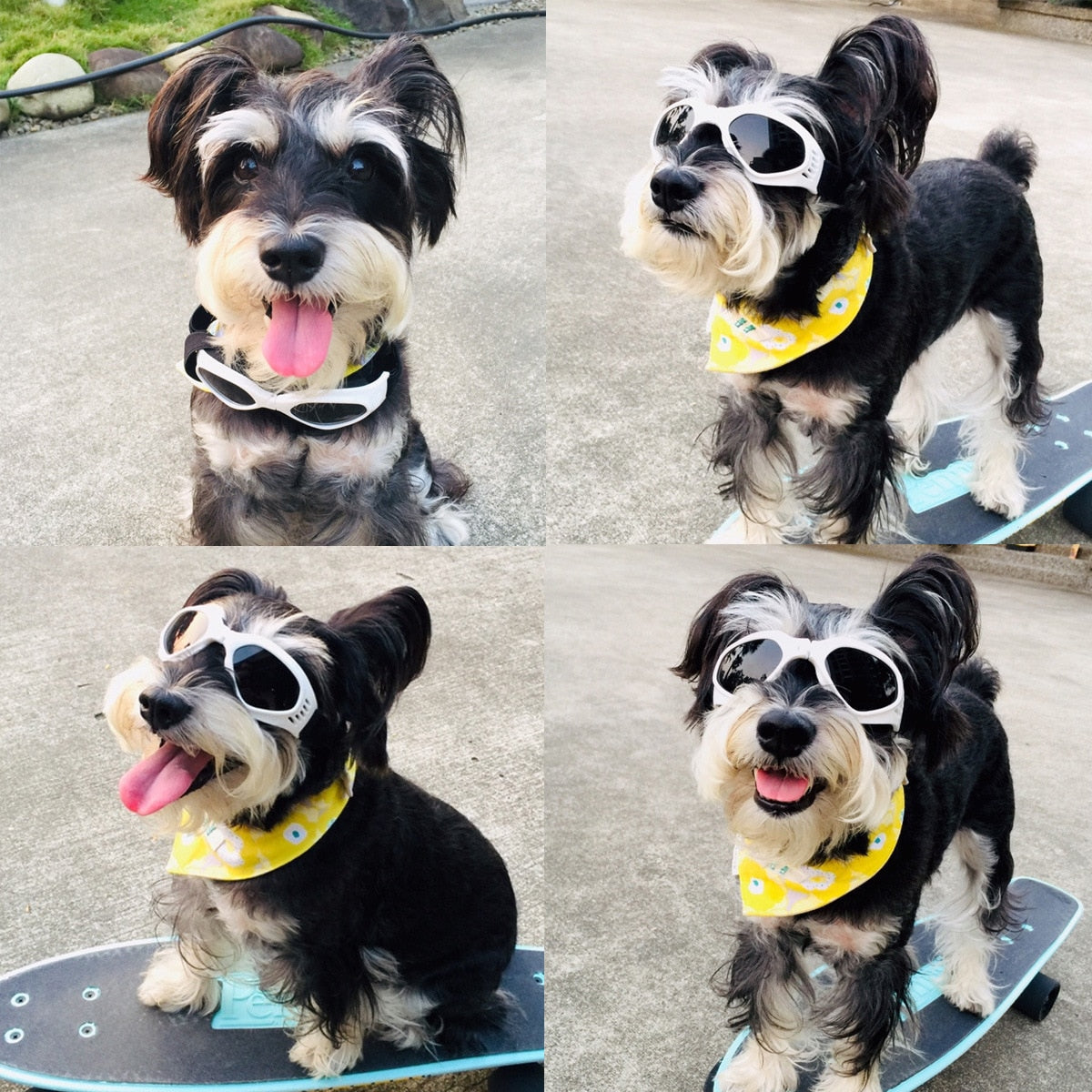 Sonnenbrille für kleine Hunde, Ansicht 6